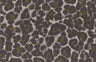 LEOPARD PRINTED ON CASHMERE BRUSHED NFA190923-049