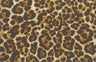 LEOPARD PRINTED ON CASHMERE BRUSHED NFA190923-049