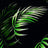 NFT190839-009 BLACK/GREEN BLACK DTY BRUSHED PRINTS GREEN ITEMS TROPICAL