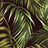 NFT210111-009 BLACK BLACK DTY BRUSHED PRINTS ITEMS TROPICAL